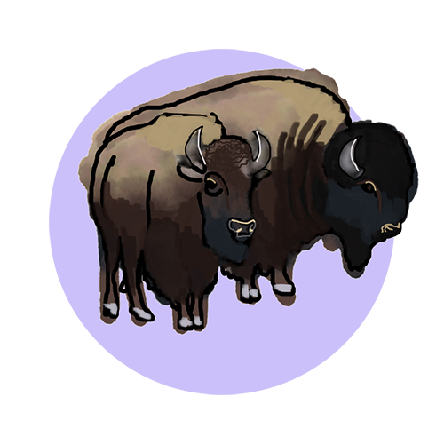 buffalo