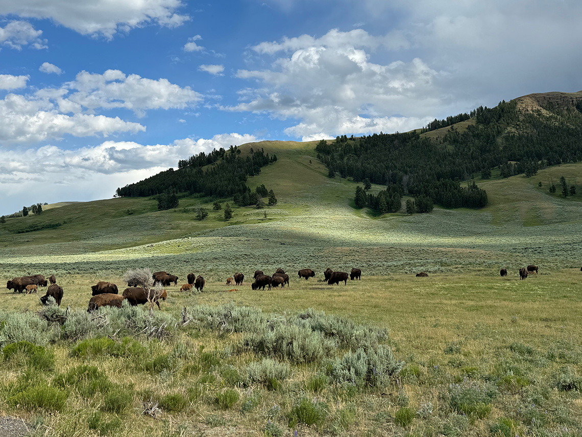 19-01_buffalo