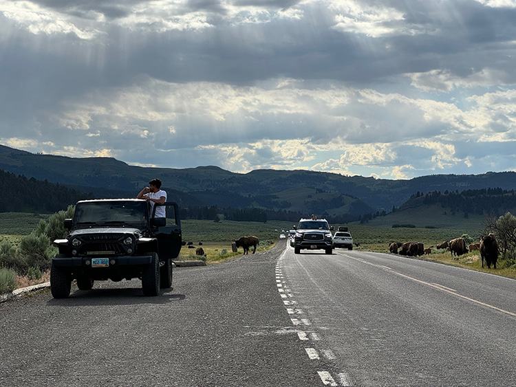 19-03_buffalo