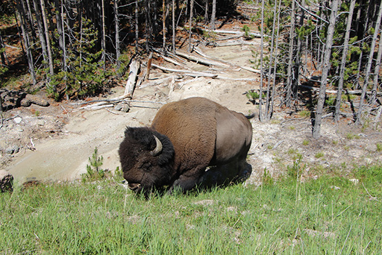 19-05_buffalo