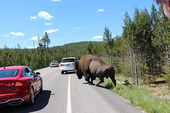 19-06_buffalo