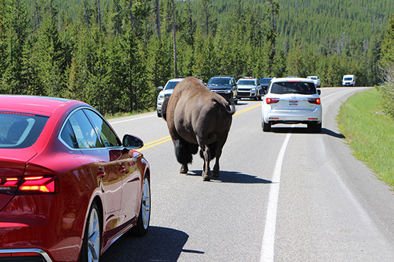 19-08_buffalo