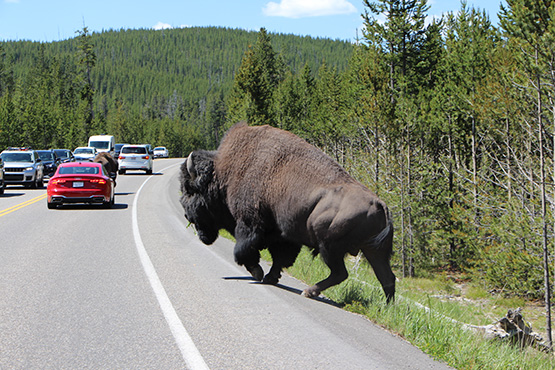 19-10_buffalo