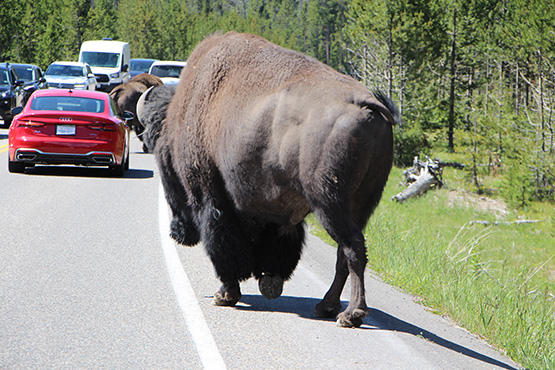 19-11_buffalo