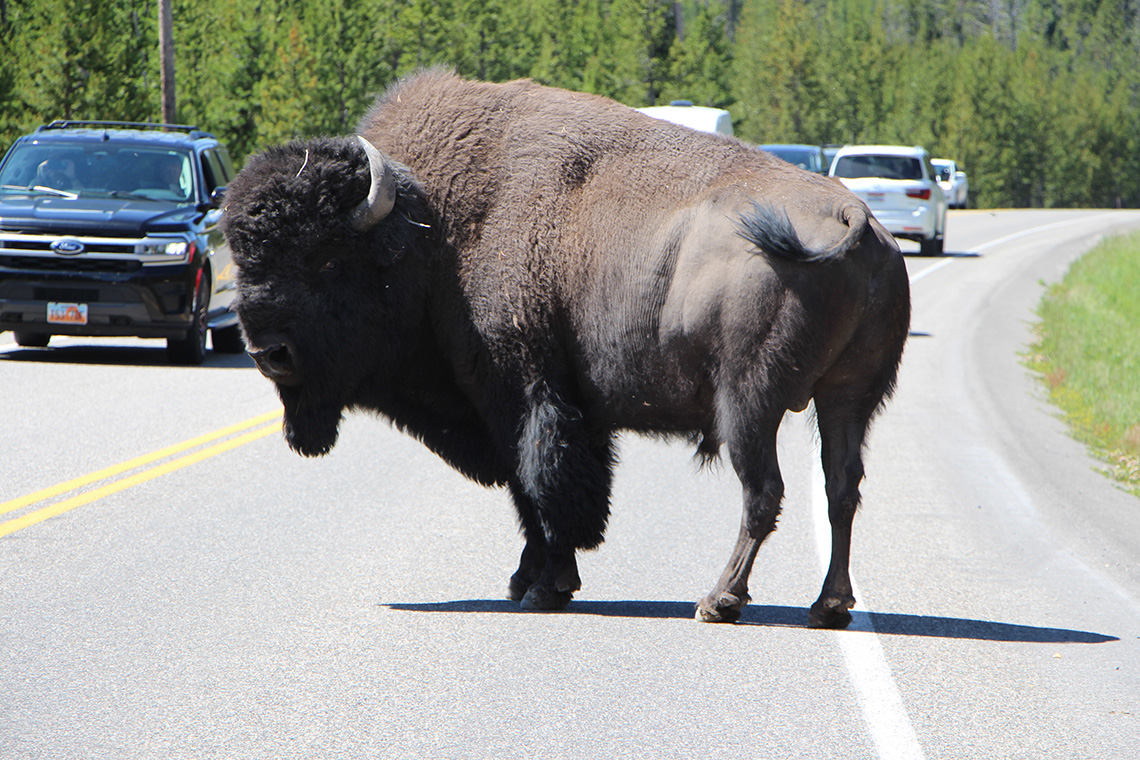 19-12_buffalo
