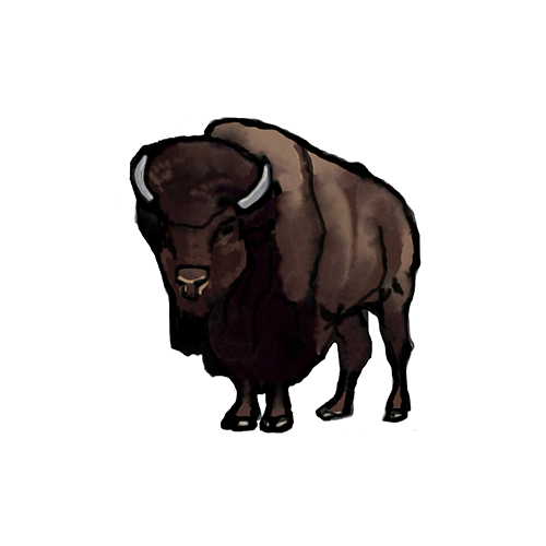 buffalo