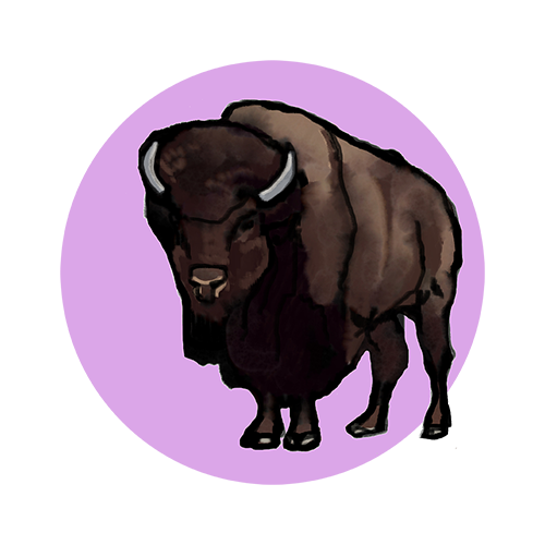 buffalo